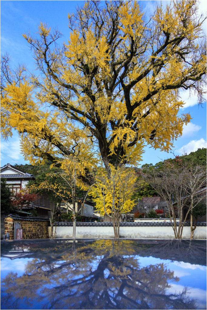 大公孫樹(大銀杏）