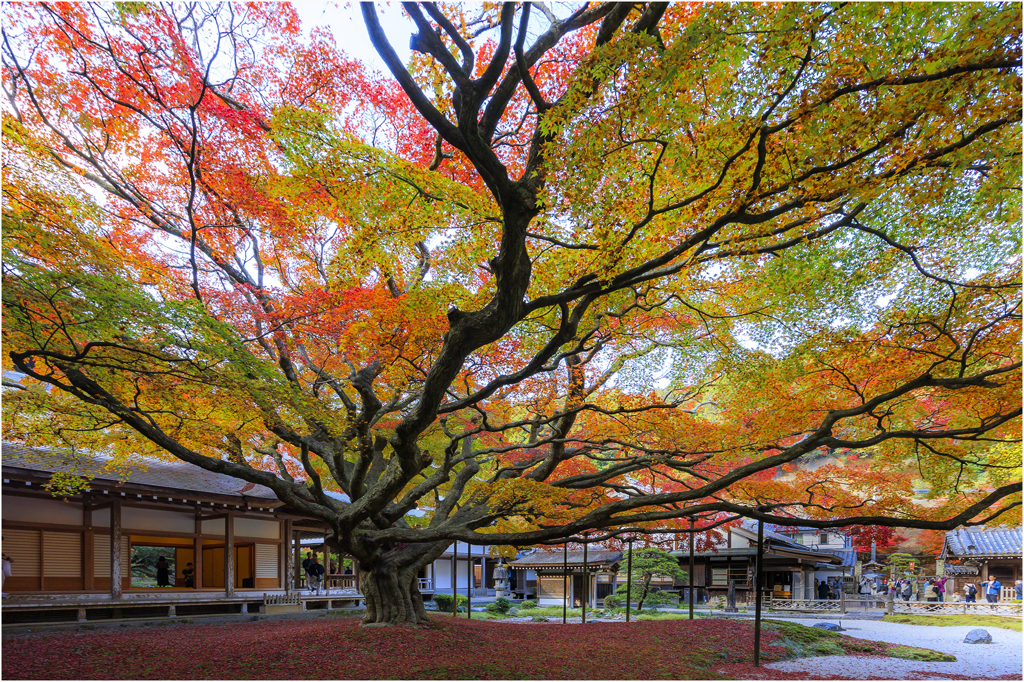 見上げる紅葉