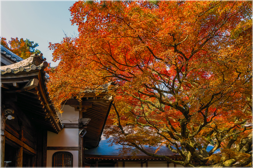 晩秋の古刹5