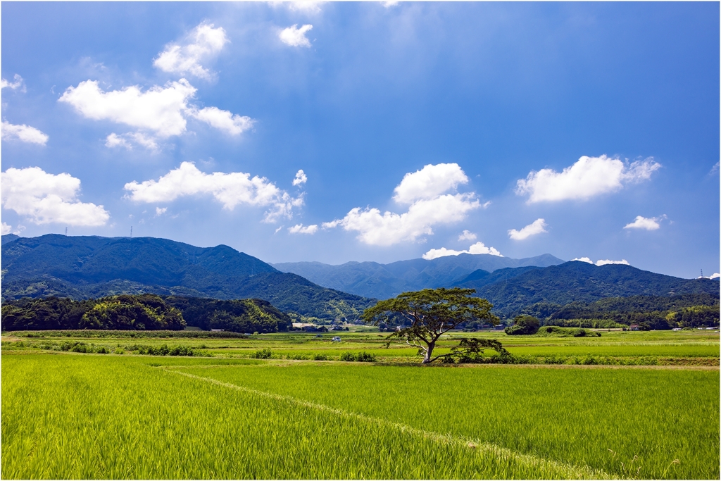真夏の田んぼ