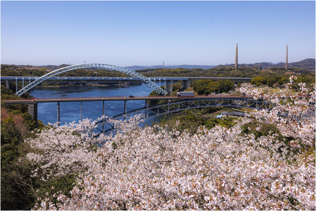 桜咲く頃2