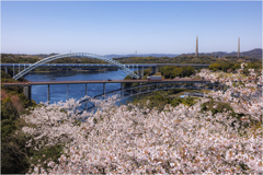 桜咲く頃2