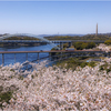 桜咲く頃2
