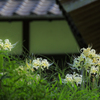 彼岸花2