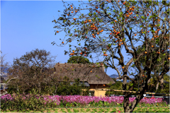 秋桜と柿木