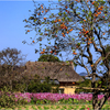 秋桜と柿木