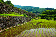 田植えの頃2