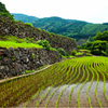 田植えの頃2