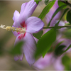 芙蓉