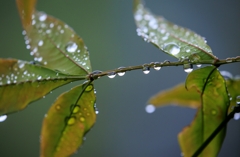 雨上がり1