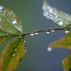 雨上がり1