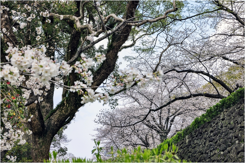 福岡城址の桜4