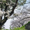 福岡城址の桜4