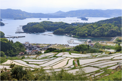 田植えの頃2