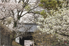 名島門と桜