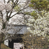 名島門と桜