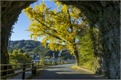 銀杏のある風景