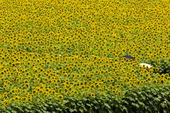ひまわり畑
