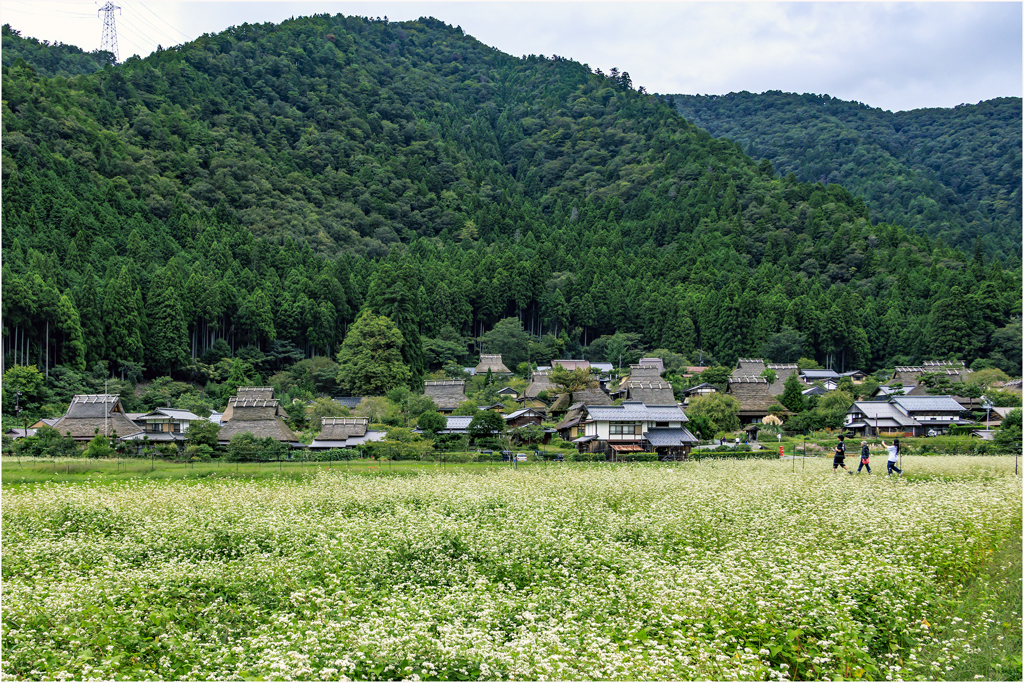 美山の蕎麦の花