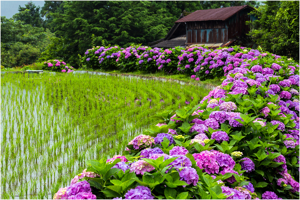 田圃に咲く紫陽花