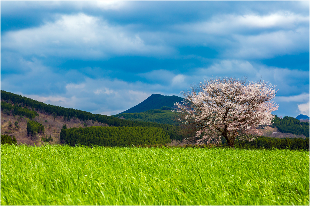 一本桜に魅せられて（前原の一本桜）3