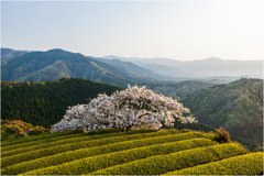 一本桜に魅せられて（遠山桜）