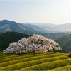 一本桜に魅せられて（遠山桜）