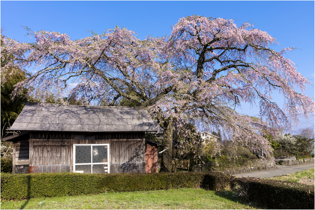 一本桜に魅せられて（志賀家のしだれ桜）