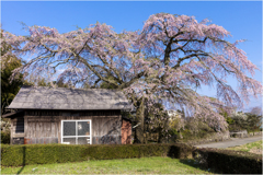 一本桜に魅せられて（志賀家のしだれ桜）