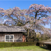 一本桜に魅せられて（志賀家のしだれ桜）