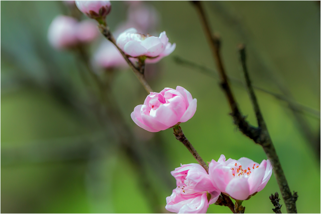 花桃
