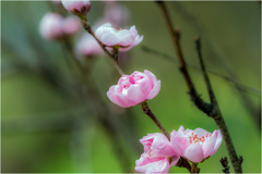 花桃