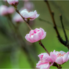 花桃