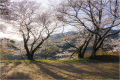 桜の咲く頃3
