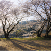 桜の咲く頃3