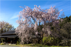 一本桜に魅せられて（辻の茶屋のしだれ桜）2