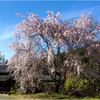 一本桜に魅せられて（辻の茶屋のしだれ桜）2
