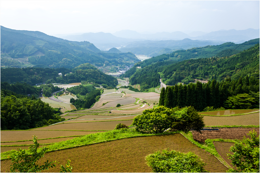 初夏の棚田3
