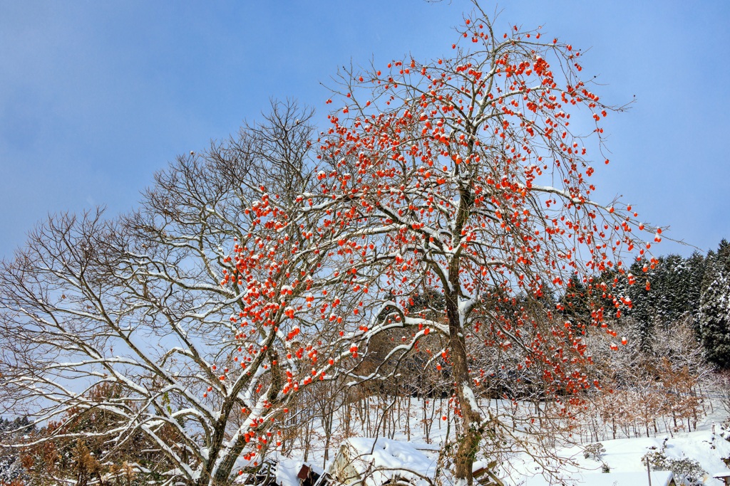 雪と柿の木