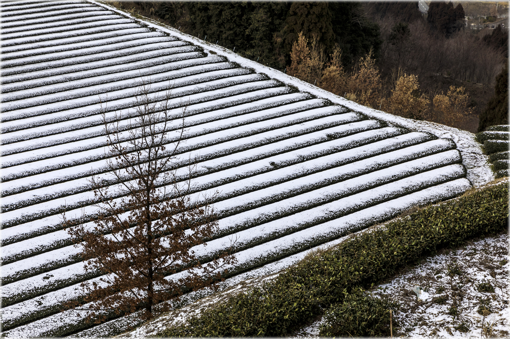 薄っすら雪化粧の茶畑