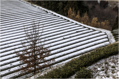 薄っすら雪化粧の茶畑