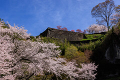 桜と岡城址
