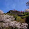桜と岡城址