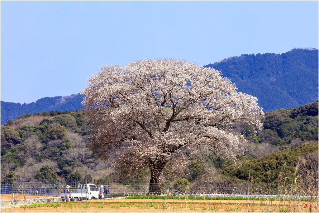 一本桜に魅せられて（大ヶ原の黄金桜）