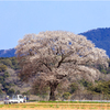 一本桜に魅せられて（大ヶ原の黄金桜）