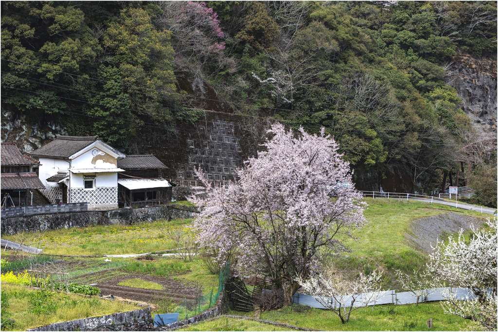 春の里山巡り3
