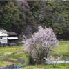 春の里山巡り3
