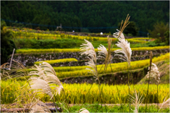秋めく棚田