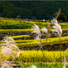 秋めく棚田