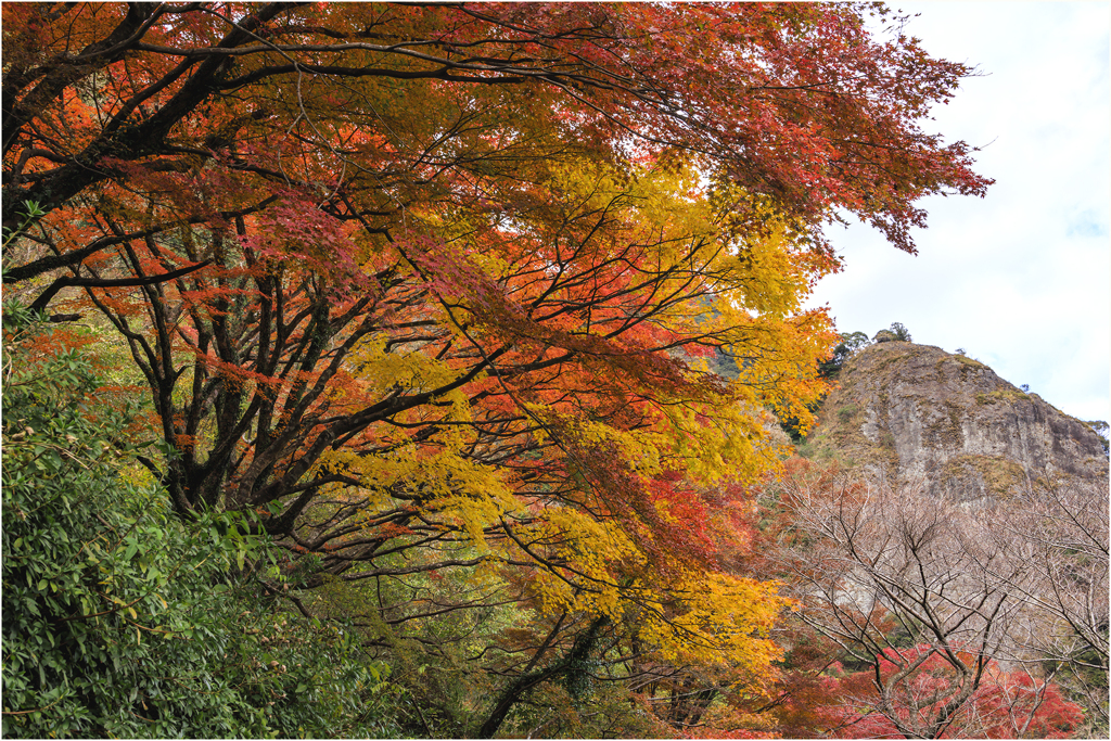 紅葉巡り2